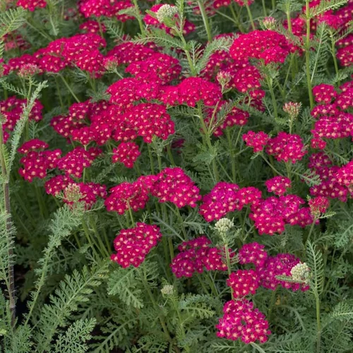 Achillea millefolium 'Tutti Frutti Pomegranate'