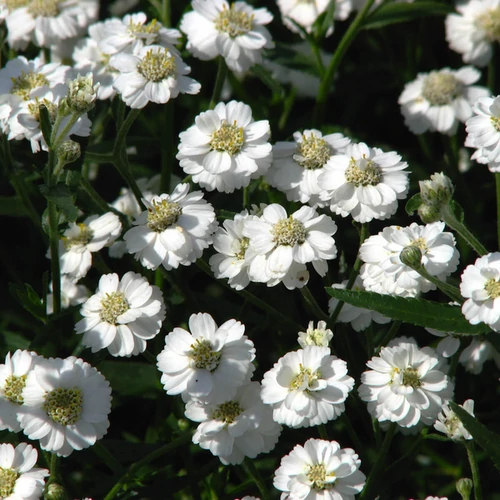 Achillea ptarmica 'Peter Cottontail'