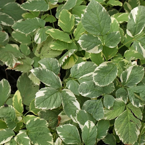 Aegopodium podagraria 'Variegata'
