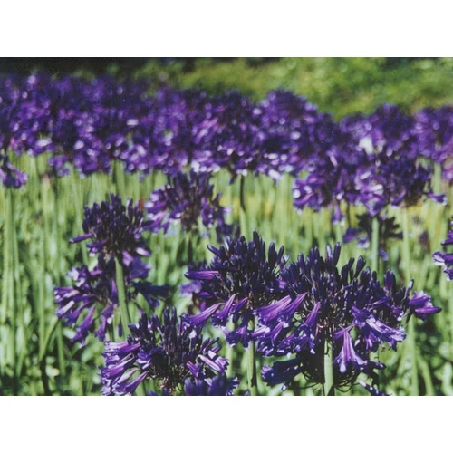 Agapanthus 'Dr. Brouwer'