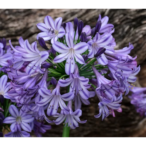 Agapanthus 'Poppin Star'