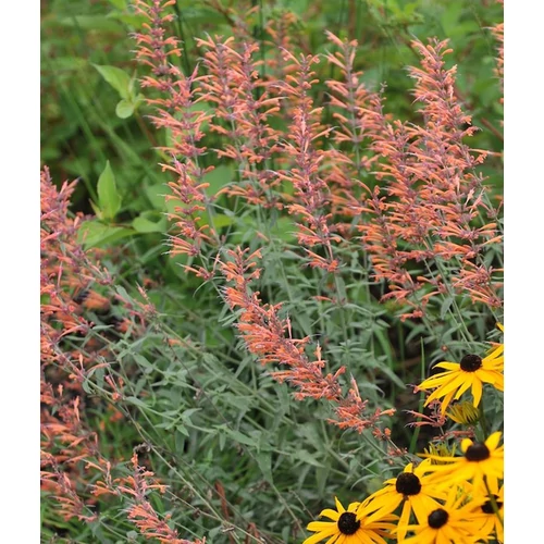 Agastache 'Firebird'