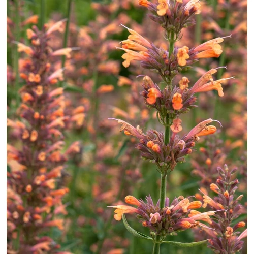 Agastache 'Kolibri'