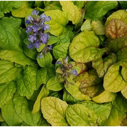Ajuga reptans 'Feathered Friends Tropical Toucan'