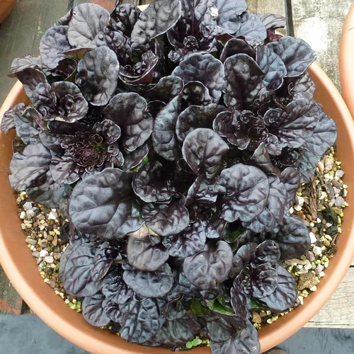 Ajuga reptans 'Black Scallop'