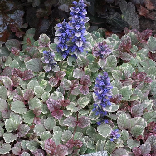 Ajuga reptans 'Burgundy Glow'
