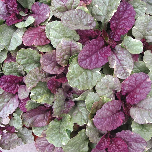 Ajuga reptans 'Sugar Plum'