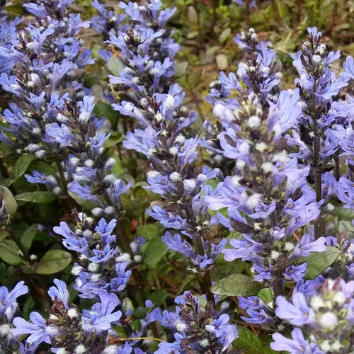 Ajuga tenorii 'Chocolate Chip' ('Valfredda')