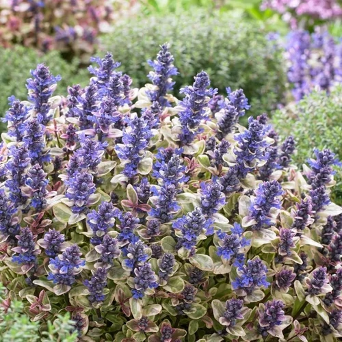 Ajuga tenorii 'Princess Nadia