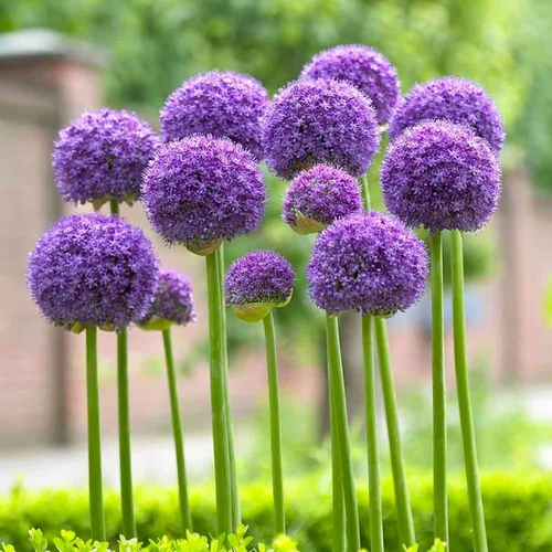 Allium hollandicum