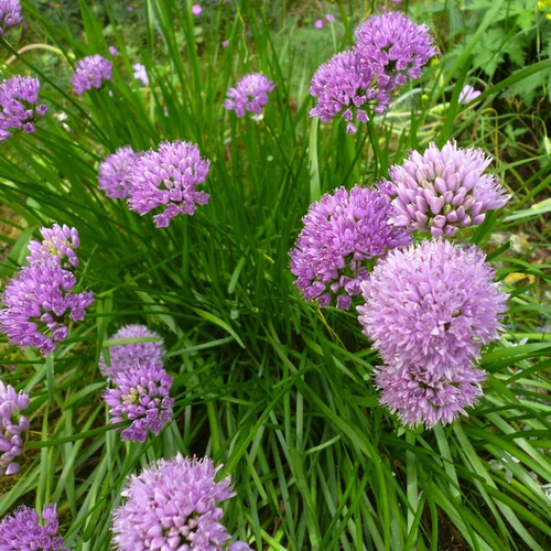 Allium 'Millenium'