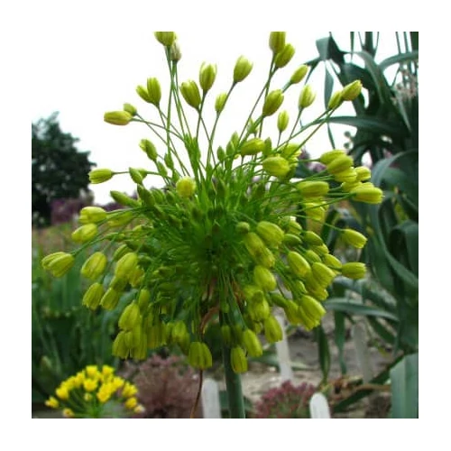Díszhagyma sárga virágú- Allium chloranthum 'Yellow Fantasy' 20/30cm K14cm