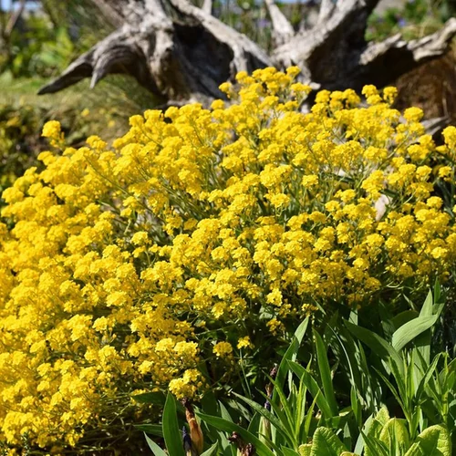 Alyssum saxatile 'Sulphureum'