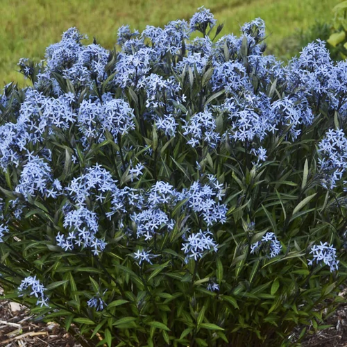 Amsonia 'Blue Ice'