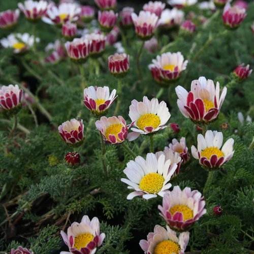 Anacyclus pyrethrum depressus