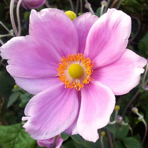 Anemone hupehensis 'Pink Saucer'