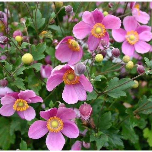 Anemone hupehensis 'Praecox'