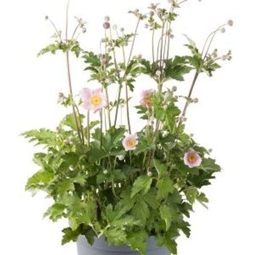 Anemone hupehensis 'Princess Pink'