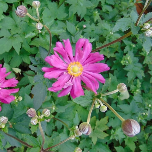Anemone hupehensis 'Prinz Heinrich'