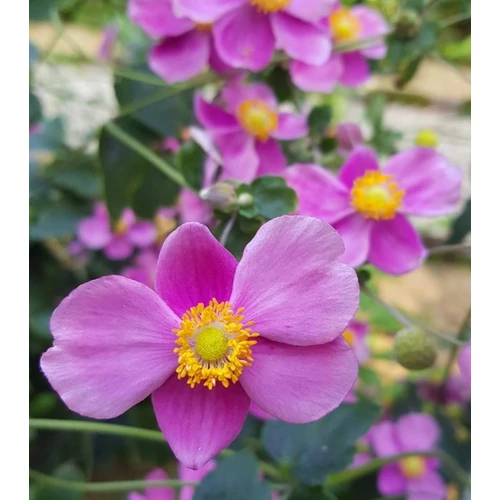 Anemone hupehensis 'Splendens'