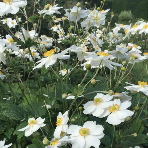 Anemone 'Andrea Atkinson'