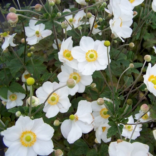 Anemone 'Honorine Jobert'