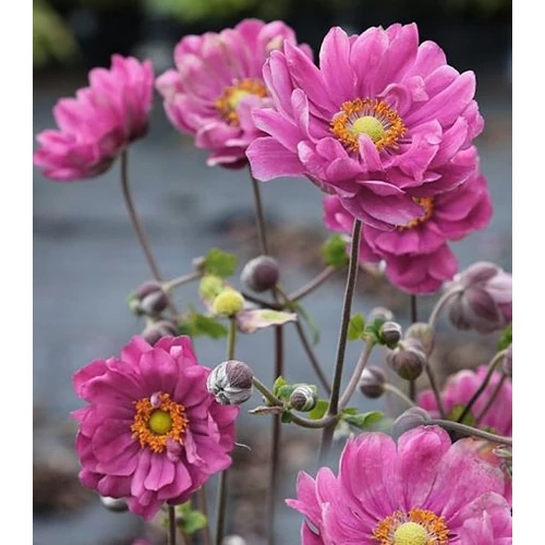 Szellőrózsa féltelt sötét rózsaszín - Anemone hybrida 'Margarete' 20/30cm K14cm
