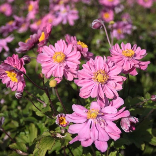Anemone 'Pamina'