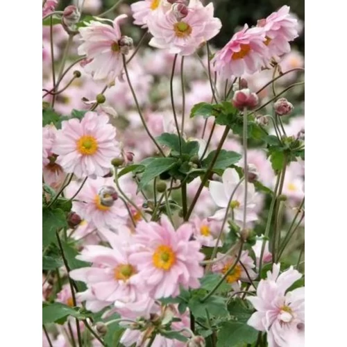 Anemone 'Königin Charlotte'