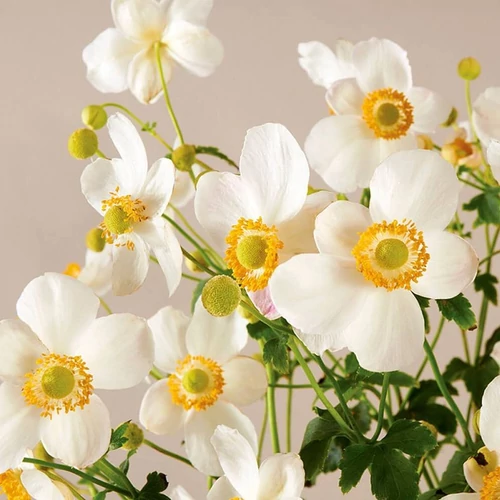 Anemone 'Pretty Lady Maria'