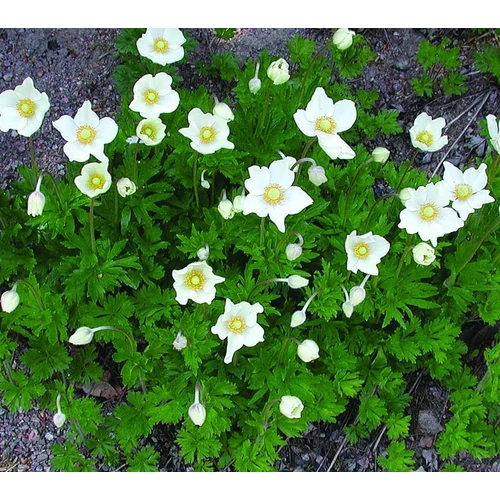 Anemone sylvestris