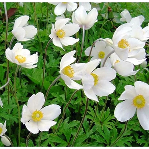 Anemone sylvestris 'Madonna'