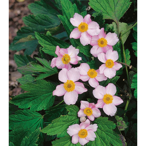 Anemone tomentosa 'Robustissima'