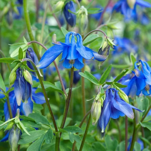 Aquilegia alpina 'Navy Blue'