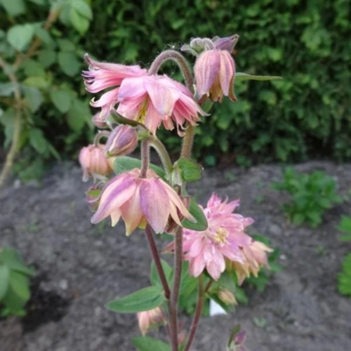 Aquilegia alpina 'Rose Barlow'