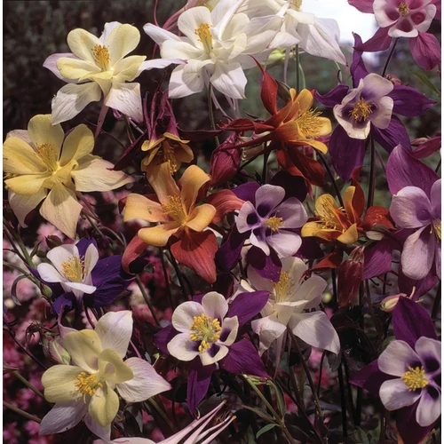 Aquilegia 'Bidermeier'