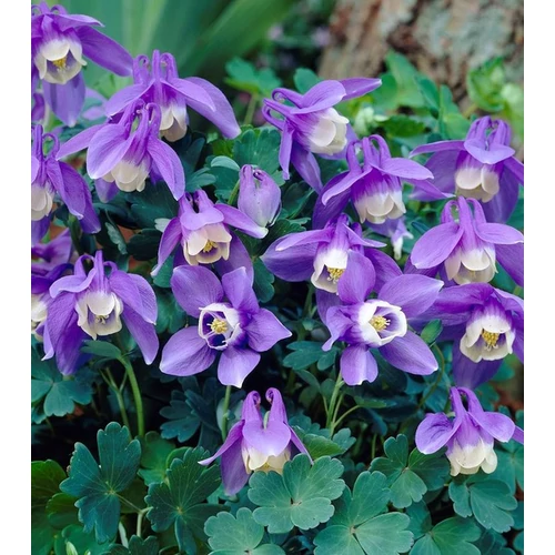 Aquilegia flabellata 'Cameo Blue and White'