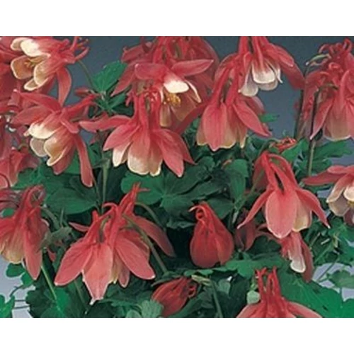 Harangláb japán vörös-fehér - Aquilegia flabellata 'Cameo Red and White' 10/20cm K9x9cm