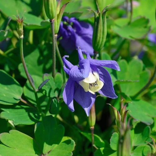 Aquilegia flabellata 'Mini Star'