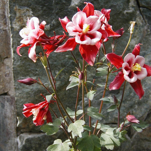 Aquilegia 'Red Hobbit'