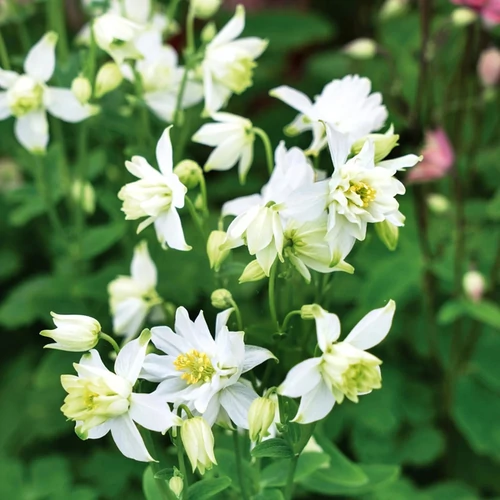 Aquilegia 'Spring Magic White'