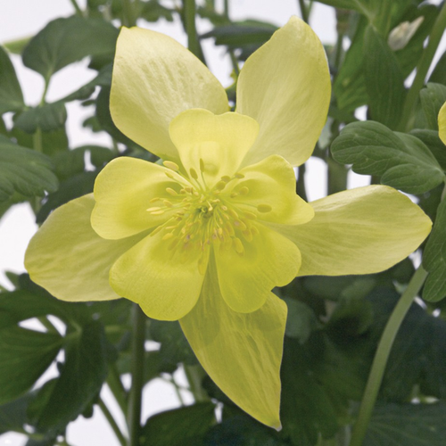 Aquilegia 'Spring Magic Yellow'