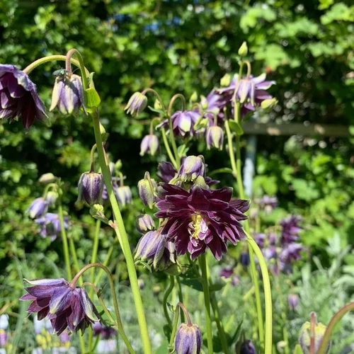 Aquilegia vulgaris 'Christa Barlow'