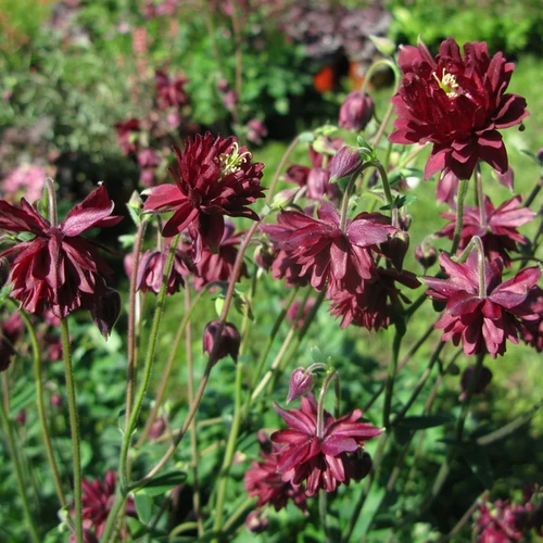Aquilegia vulgaris 'Ruby Port'
