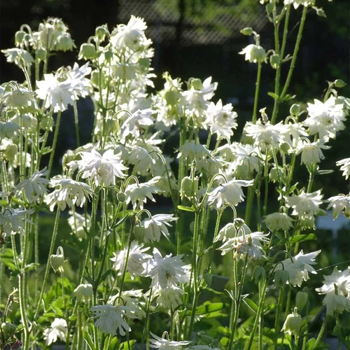 Aquilegia vulgaris 'White Barlow'