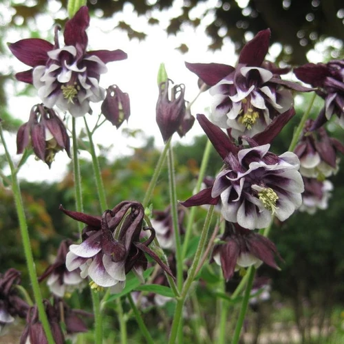 Aquilegia vulgaris 'William Guiness'