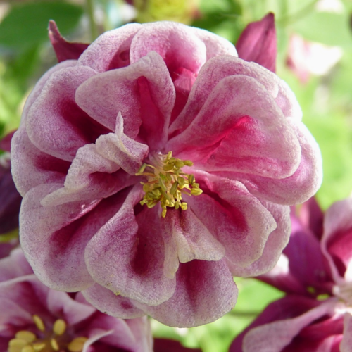 Aquilegia vulgaris 'Winky Rose'