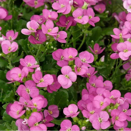 Arabis caucasica 'Little Treasure Deep Rose'