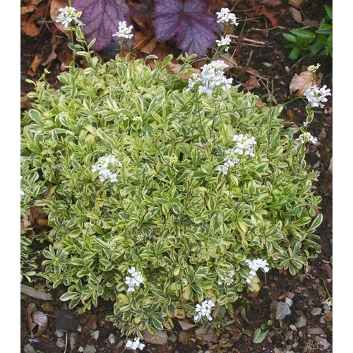 Arabis ferdinandi-coburgii 'Old Gold'