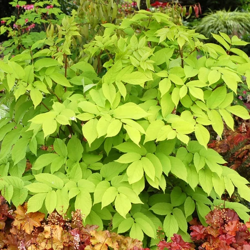 Aralia cordata 'Sun King'